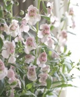 <i>Angelonia angustifolia</i><BR><BR>���إ��󥲥��˥�<BR>���������󥸥��륹<BR>�إ饤�ȥԥ󥯡�