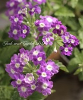 <i>Verbena</i><BR><BR>���ؽɺ��С��٥�<BR>����ץ쥹�إѡ��ץ���㡼���