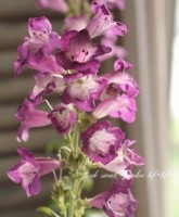 <i>Penstemon heterophyllus</i><BR><BR>ڥ󥹥ƥ<BR>إ꡼åɡۥ磻ȡ