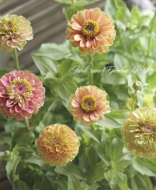 八重咲きジニア・クイーン 『ライムウィズブロッチ』 | すべての商品