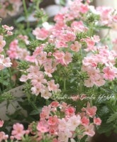 <i>Verbena spp.</i><BR><BR>���ܷϥС��٥ʡ���ʥ�<BR>�إԡ�����