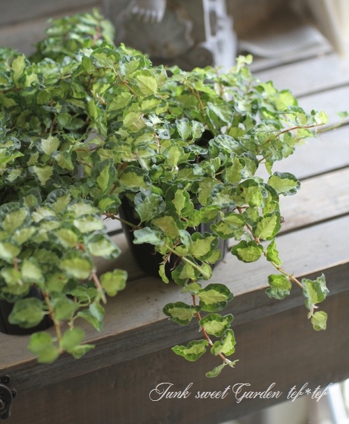 模様入りプミラ 月夜の光 すべての商品 Junk Sweet Garden Tef Tef