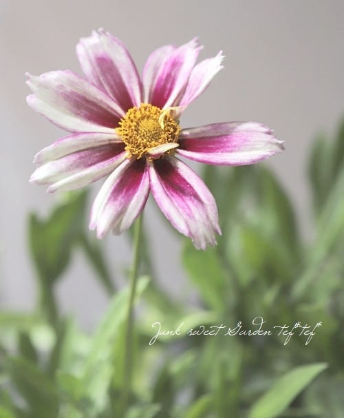 大輪コレオプシス 『コスミックレボリューション』 | すべての商品