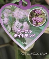 <i>Callicarpa japonica.</i><BR><BR>ǿʼ饵֡إѡץɡ