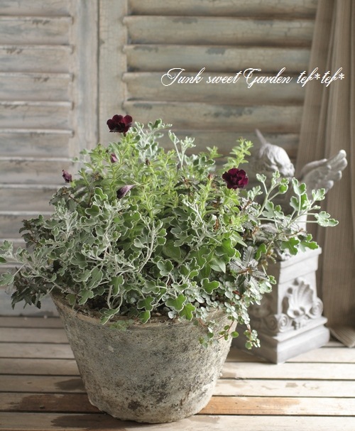 Tef Tef 寄せ植え 16 Br No 51 Br 小輪八重ペチュニア すべての商品 Junk Sweet Garden Tef Tef Tef Tef 寄せ植え 16 Br No 51 Br 小輪八重ペチュニア すべての商品 Junk Sweet Garden Tef Tef