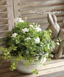 tef*tef*�󤻿��� 2016<BR> * no.52 *<BR>�˥��˥������إ�����塼�������ۥ磻�ȡ�