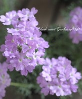 <i>Verbena tenera<i><BR><BR>�ɺ��С��٥ʡ��ƥͥ�<BR>�إѥ��ƥ��٥������