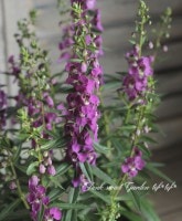 <i>Angelonia angustifolia</i><BR><BR>󥲥˥<BR>إѡץ