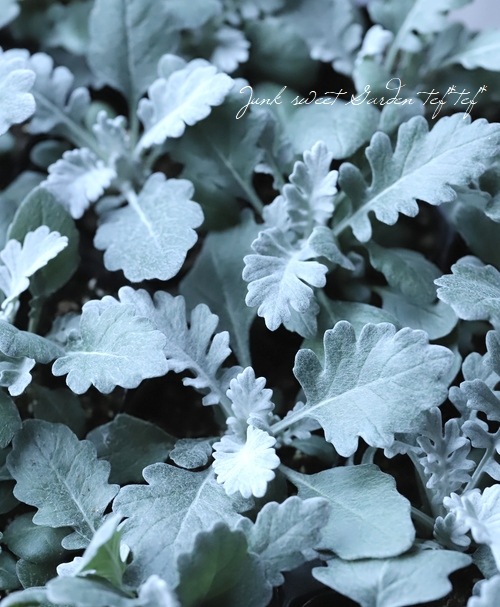 ダスティミラー シロタエギク『シルバーダスト』 | すべての商品