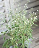 <i>Euphorbia hybrid</i><BR><BR>桼եӥ<BR>إåġ