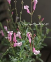 <i>Salvia x jamensis</i><BR><BR>ͥ���������Υ����꡼������<BR>�ǿ��ʼ�إ��祤��