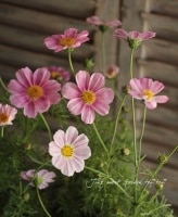 <i>Cosmos bipinnatus</i><BR><BR>�����⥹<BR>�إϥåԡ���󥰡�