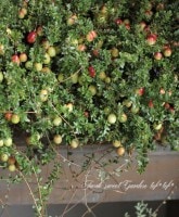 <i>Cranberry</i><BR><BR>�����٥꡼<BR>��̾�ؤĤ뤳������<BR>Ķ����ץ�󥿡���