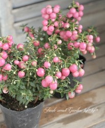 ڥͥåƥϥåԡ٥꡼/ǥ٥꡼إԥ󥯡