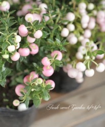 ڥͥåƥإѥƥԥ󥯡