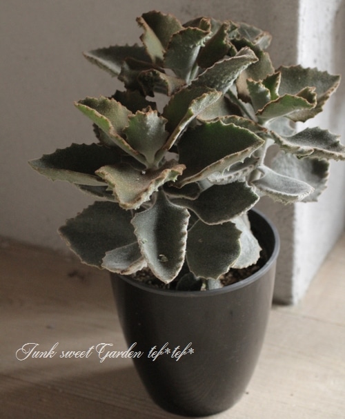 カランコエ 『ファング』大株 | すべての商品 | | Junk sweet Garden