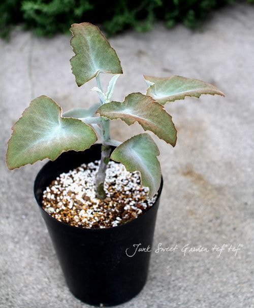 カランコエ べハレンシスファング 【大株3本】現品 カランコエ べハレンシスファング 【大株3本】現品 2025年最新