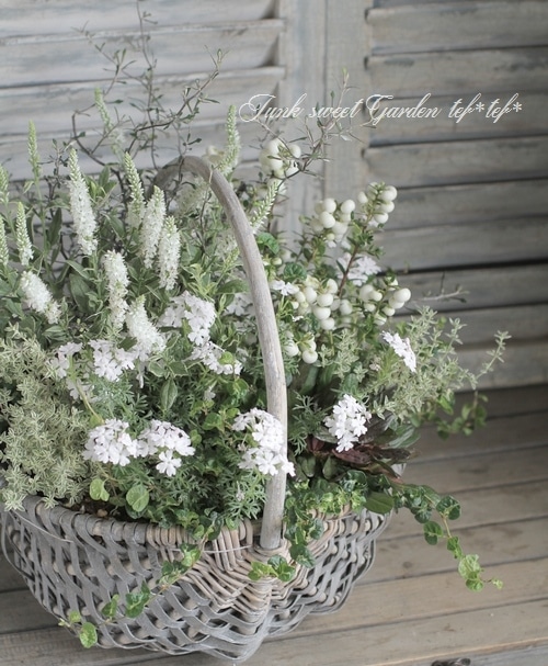 即日発送】ペテンシー2枚＆ペテンズゲート グラッチェガーデンズ