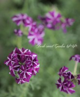 <i>Verbena tenera<i><BR><BR>�ɺ��С��٥ʡ��ƥͥ�<BR>�إѡ��ץ륹�ȥ饤�ס�