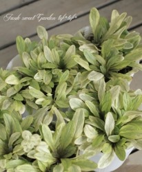 �����奬���إȥե������åס�