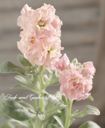 Ȭź餭ȥåإץꥳåȡ