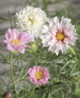 <i>Cosmos bipinnatus</i><BR><BR>�����⥹�إ��֥�֡�����<BR>����MIX