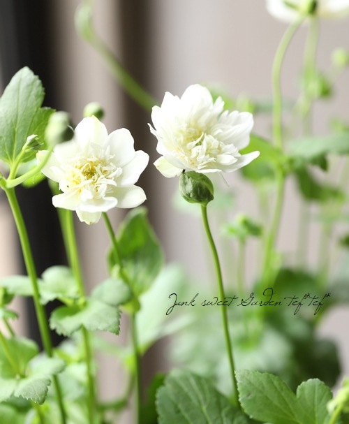 市場 秋明菊 ホワイト 白 シュウメイギク 3 5号ポット