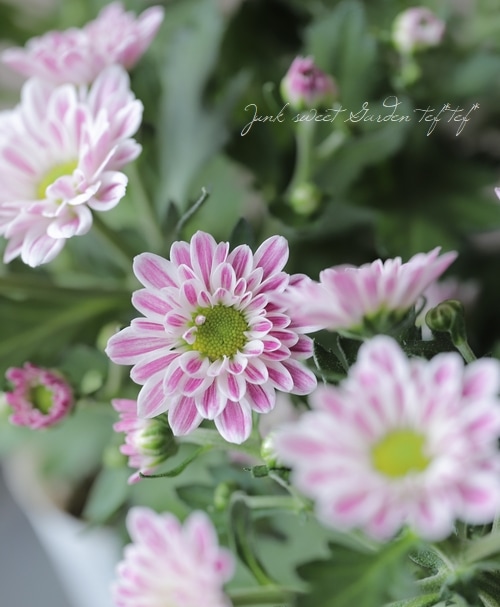 カクテルマム・ストリーム 『ピンクバイカラー』 | すべての商品