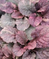 <i>Ajuga</i><BR><BR>�����ꥢ���奬<BR>�إ��奬���ץ����Ĳ�