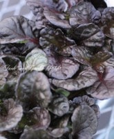 <i>Ajuga</i><BR><BR>Ⱦ�����˥������ᡪ<BR>�����奬�إ֥�å��������åס� �Ĳ�