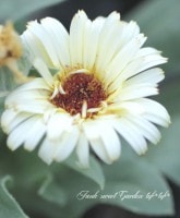 カレンデュラページ Amazon.co.jp: JOFL 英国ジョンソンシード Calendula Art Shades