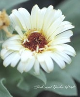 <i>Calendula </i><BR><BR>ǥʼ̾Ĵ