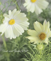 �����⥹���إ����ѥ�������������