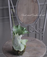 ���տ�ʪ�����������ݶ̻�Ω�Ƣ�����������󡡡إ����ǡ�