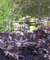 <i>Cimicifuga ramosa<i><BR><BR>Ƽեߥա<BR>祳ۥå