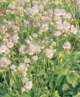 <i>Astrantia major.</i><BR><BR>դΥȥ<BR>إ˥󥰥ǡХꥨƥåɡ