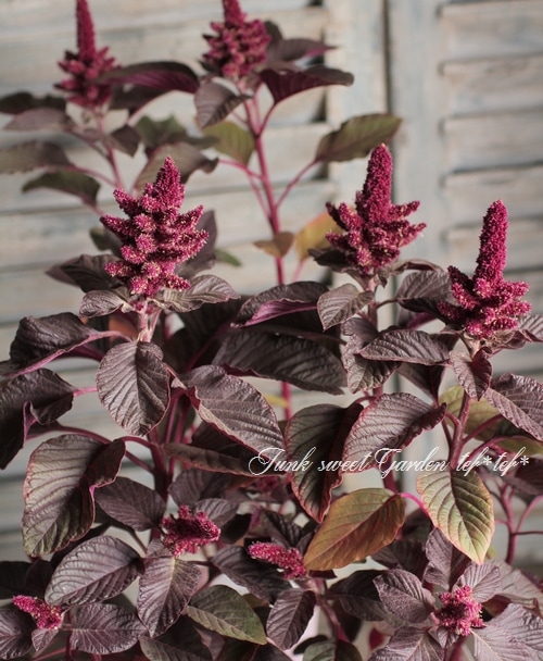 I I Br Br 銅葉アマランサス Br サマーレッドリーフ すべての商品 Junk Sweet Garden Tef Tef