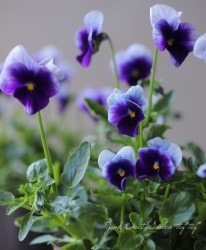 ���ӥ��顦�ӥӡ��إӡ������