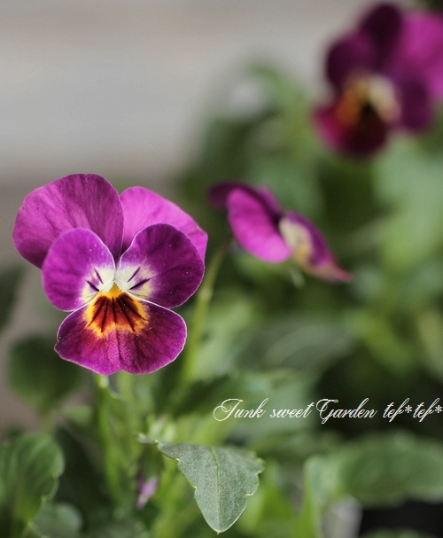 i>Viola×wittrockiana </i><BR><BR>ビオラ ビビシリーズ<BR