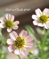 <i>Bidens laevis</i><BR><BR>󥿡⥹<BR> إȥ٥꡼ߥ륯