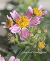 󥿡⥹ إԥ󥭡ǥȥ饤ס