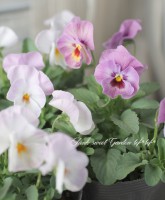 ���إѥ󥸡�����餯�إե졼�С��ƥ���