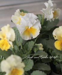 �ե��ѥ󥸡����եꥺ�륷���롡�������إ��͡��ɡ�