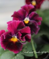 <i>Viola��wittrockiana </i><BR><BR>�ե��ѥ󥸡�<BR>���ˤʤ륹�ߥ�<BR>�����إ������Ρ�