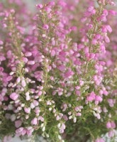 <i>Erica melanthera</i><BR><BR>ꥫ 󥻥<BR>إӥ꡼֥ɡ