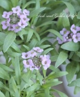 <i>Lobularia hybrid</i><BR><BR>�������ȡ�����å��� �إ⡼�ֿ���