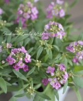<i>Lobularia hybrid</i><BR><BR>�������ȡ�����å��� �إԥ󥯿���