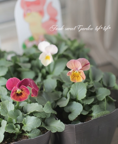 i>Viola×wittrockiana </i><BR><BR>みもとビオラ<BR>『桃色ルティア