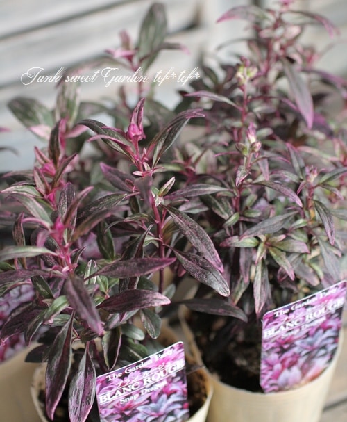 �����ꥭ�󥮥祽�����إ֥��롼�����