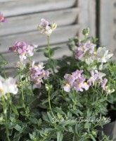 <i>Nemesia caerulea</i><BR><BR>��Ͳİ���������<BR>�ɺ��ͥ᥷��<BR>�إѥ��ƥ��MIX��